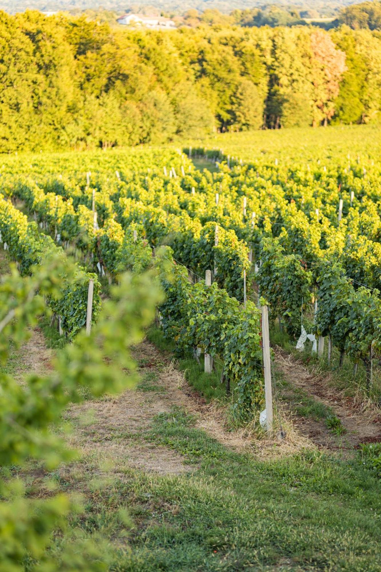 Wine Residence Kerman Strigova Zewnętrze zdjęcie